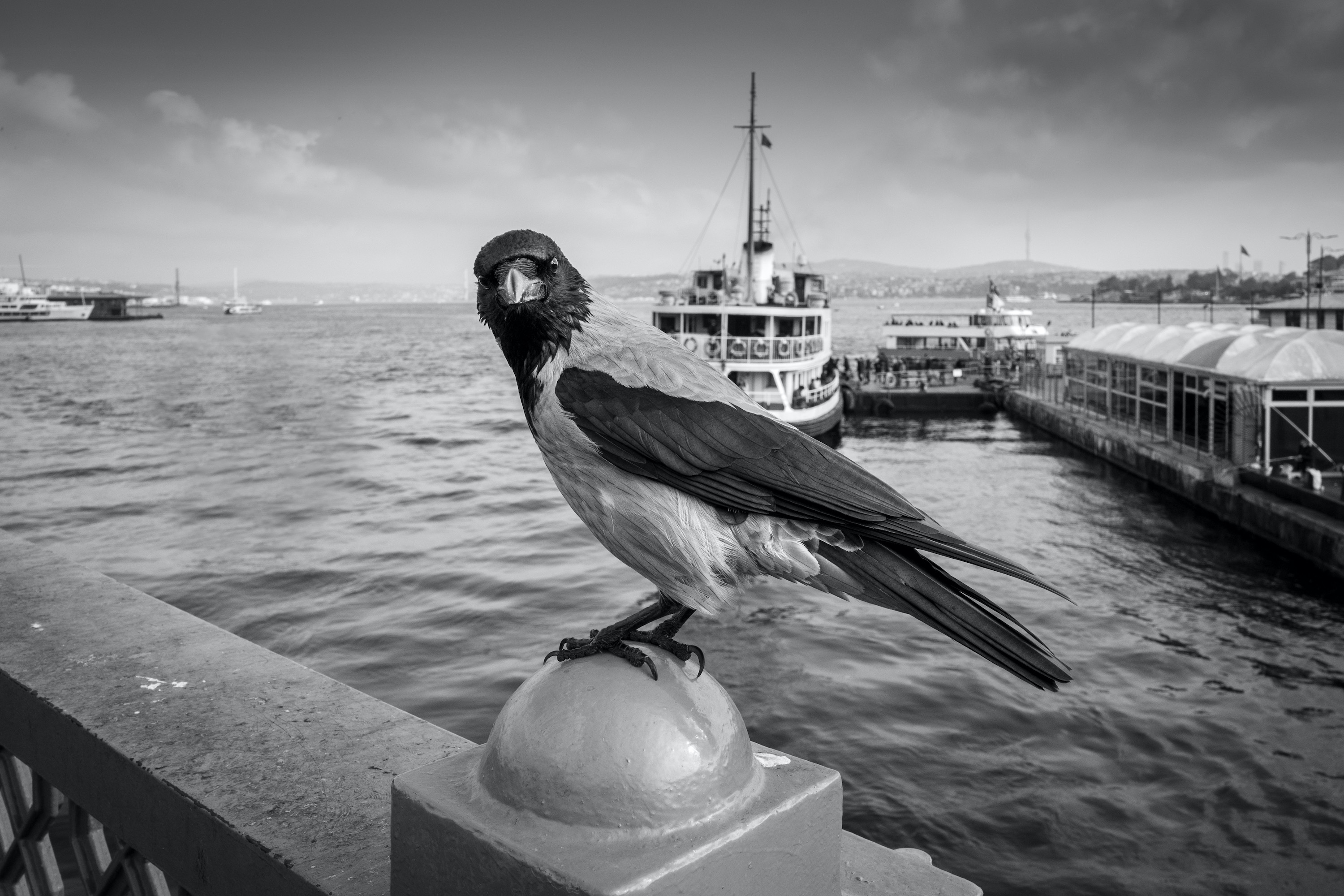 Istanbul Crow